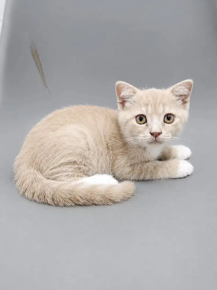 Kucing Scottish Straight Jantan 3 Bulan