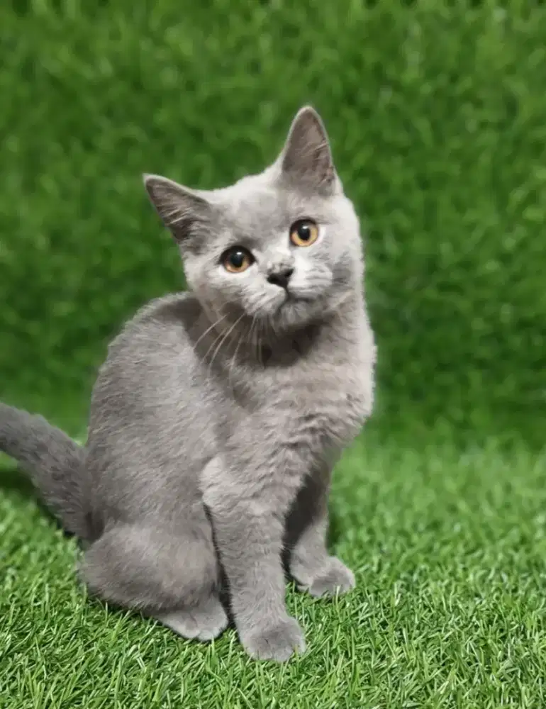 BSH Munchkin NS