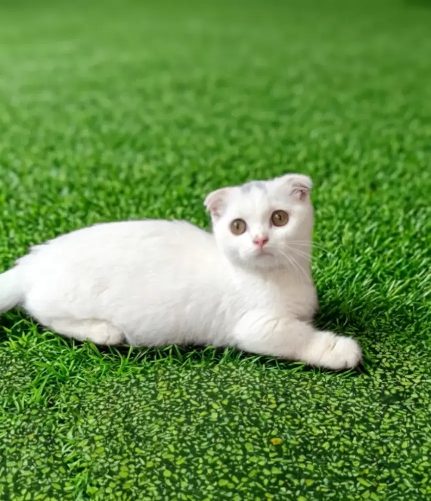 BSH Gaelic Munchkin Rug Hugger Scottish fold