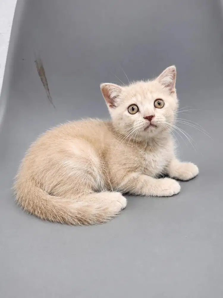 Kucing Scottish Straight 3 Bulan Jantan
