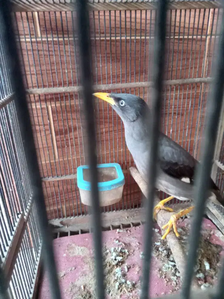Jual cepet jalak kebo mata putih plus kandang