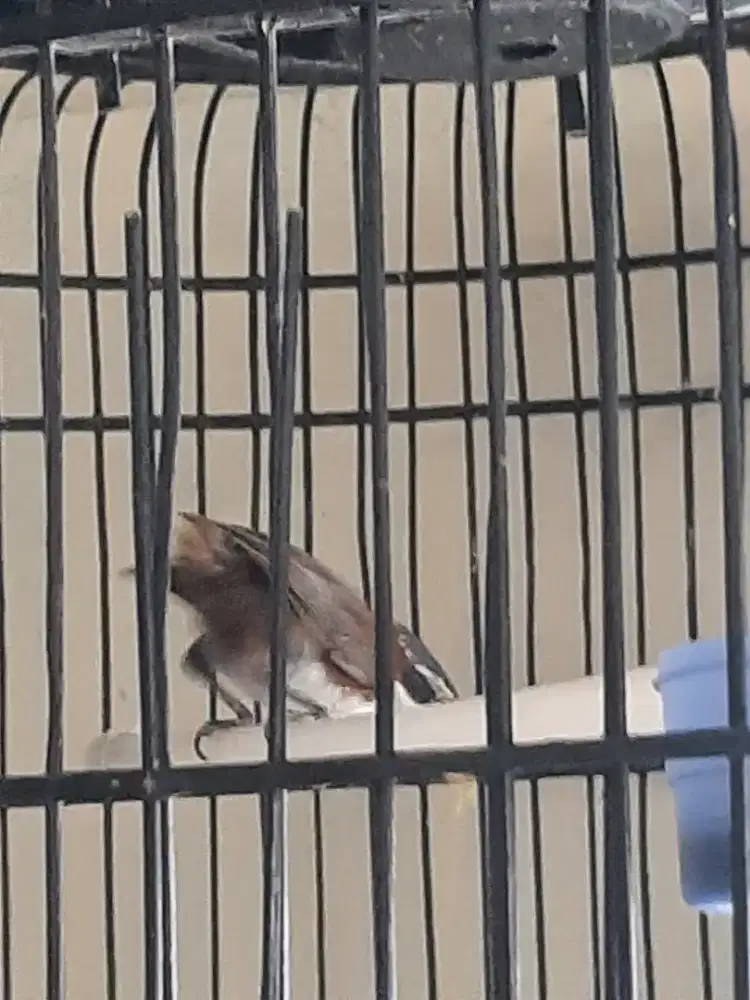 Burung kopi jantan + kandang