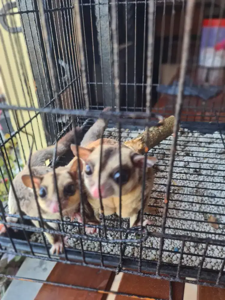 Sugar glider CG Obes sepasang produktif , proven