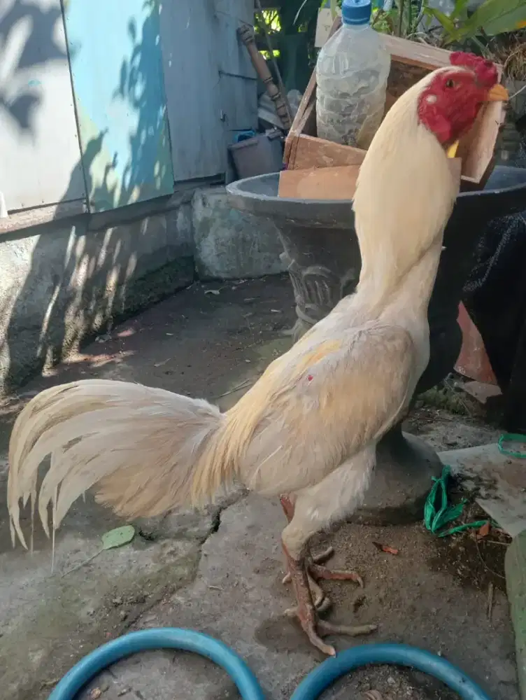 Ayam Bangkok Mangon putih pkul keras