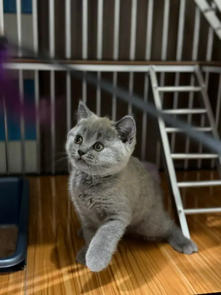 British Short Hair (BSH)
