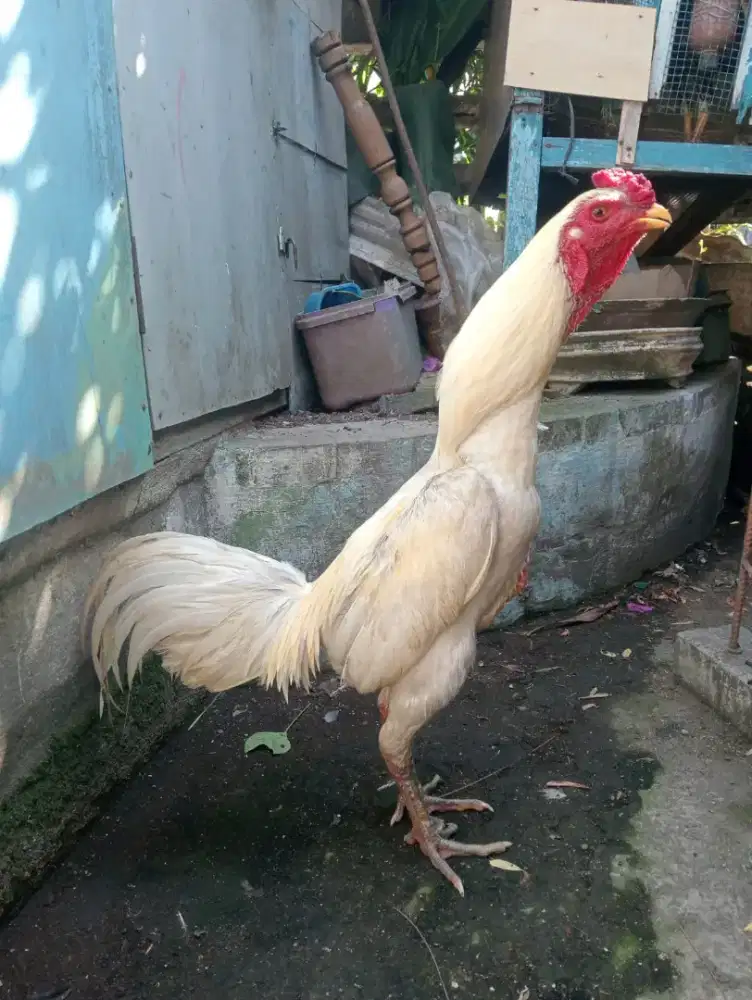 Ayam Bangkok Mangon putih ukuran 5,5