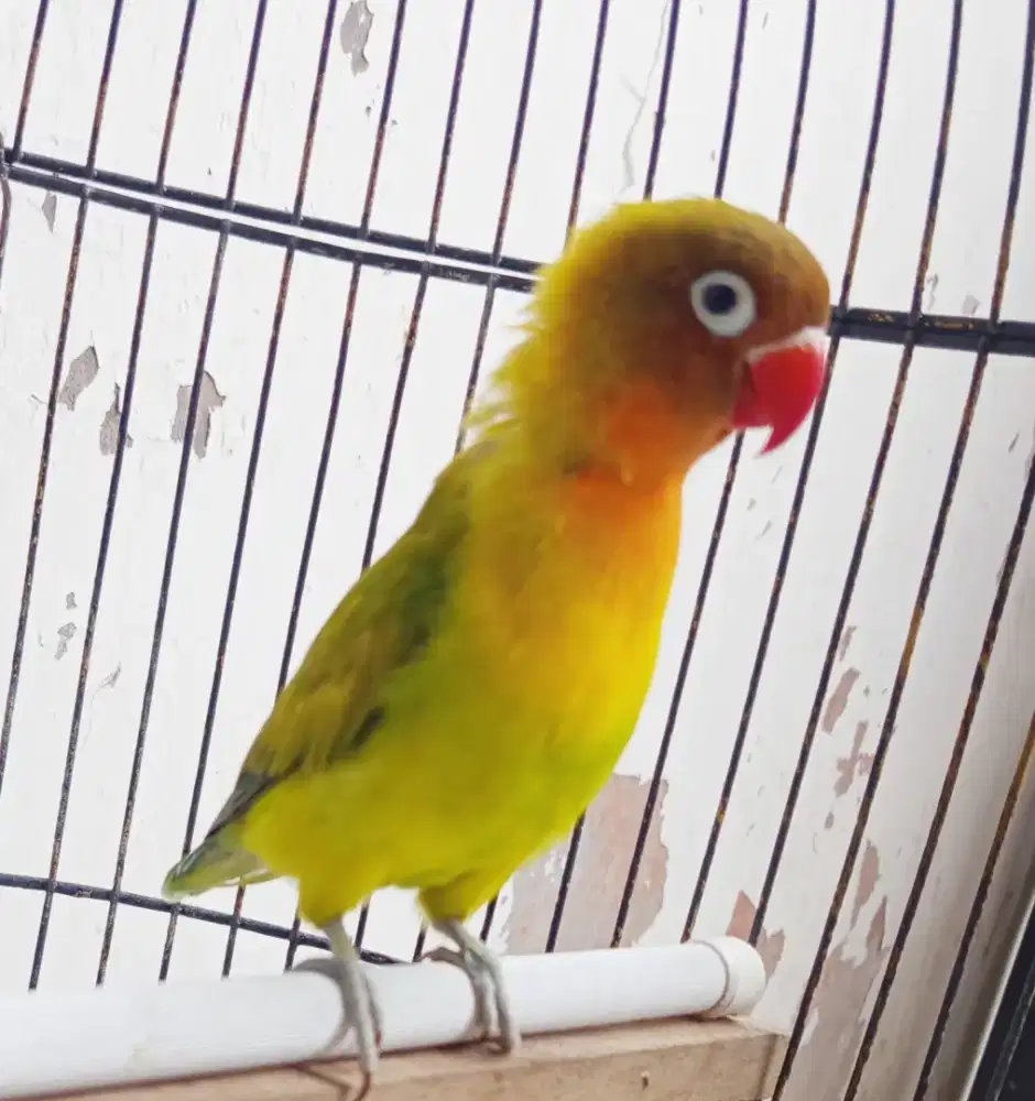Burung Lovebird