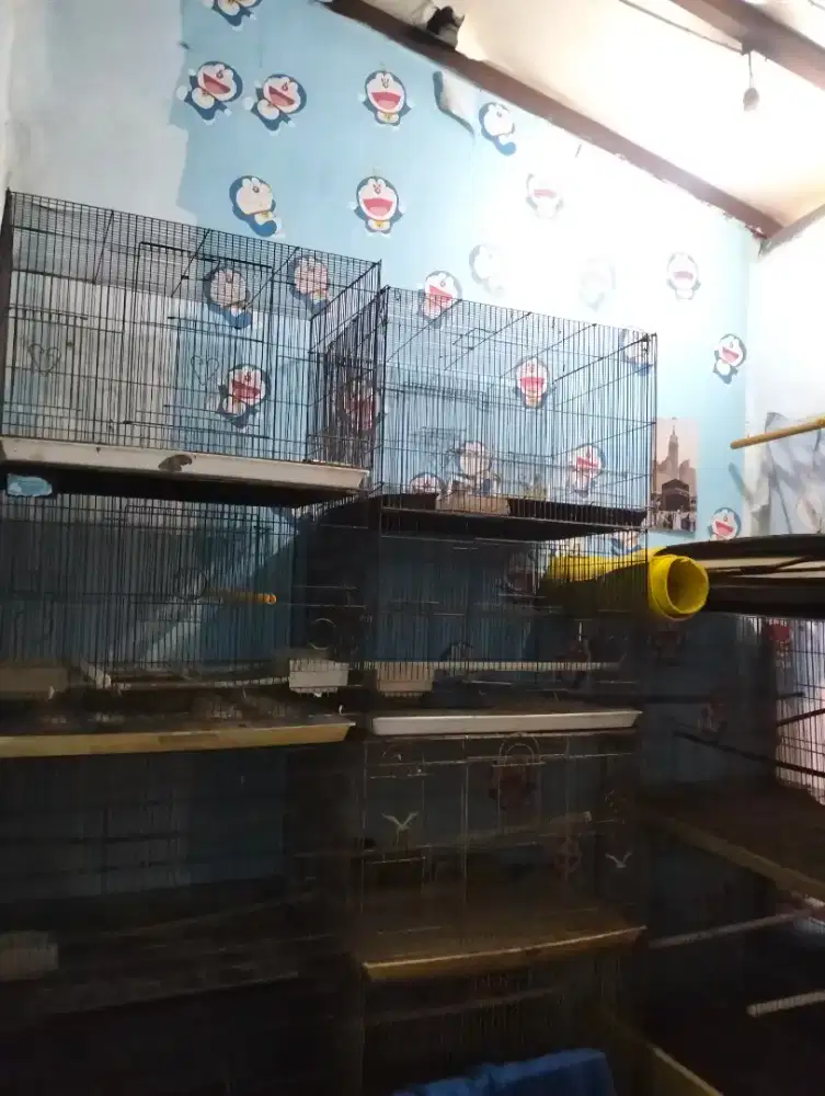 DIJUAL MURAH KANDANG BURUNG 700.000 (13 KANDANG )