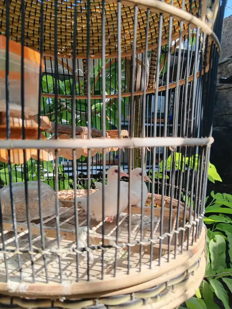 perkutut putih lurik sepasang usia muda .