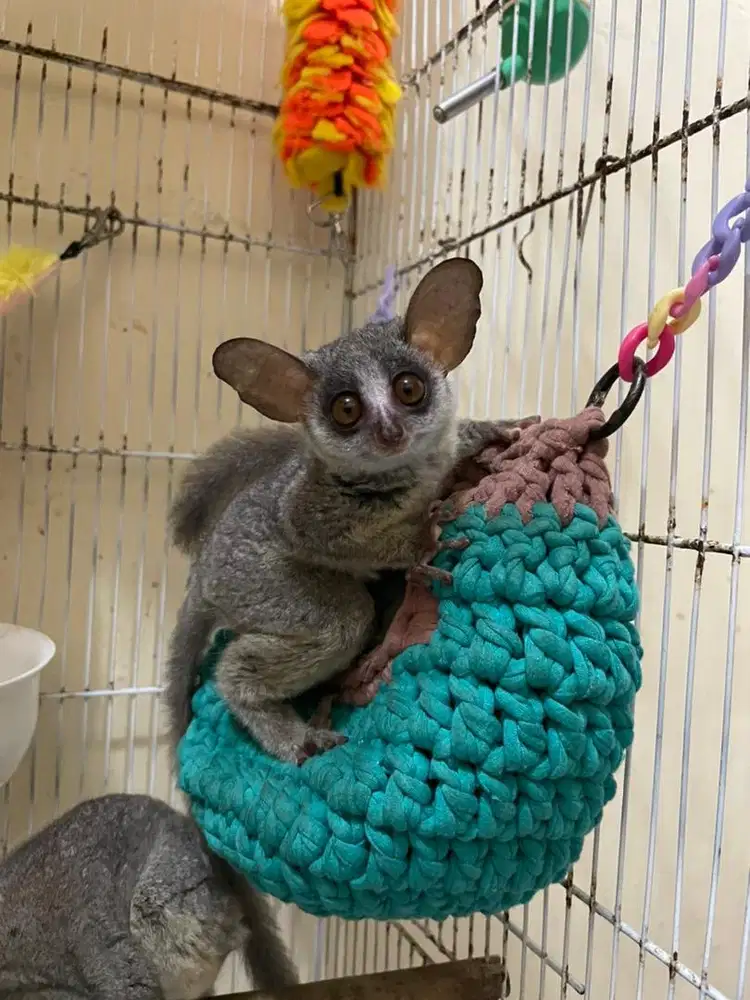 bush baby / galago
