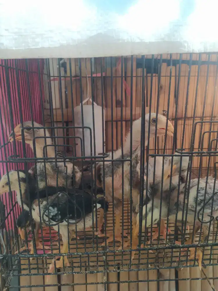 Anak  ayam  bangkok  clasic