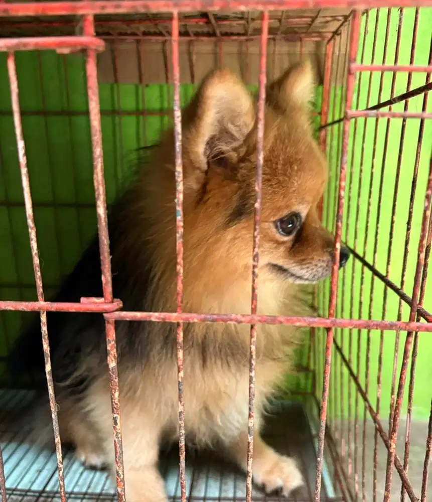 SEPASANG MINIPOM