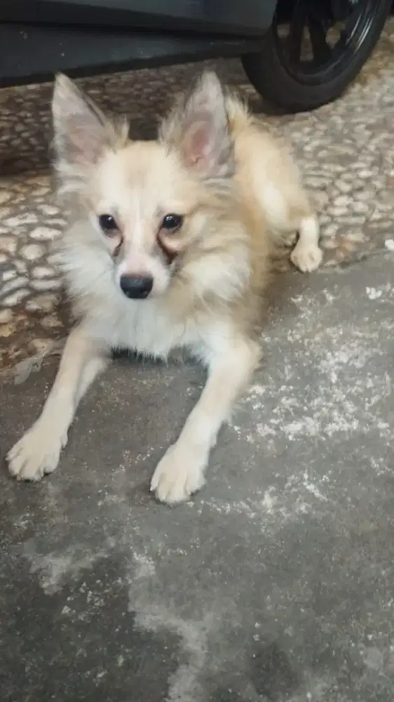 Over Adopt puppy
