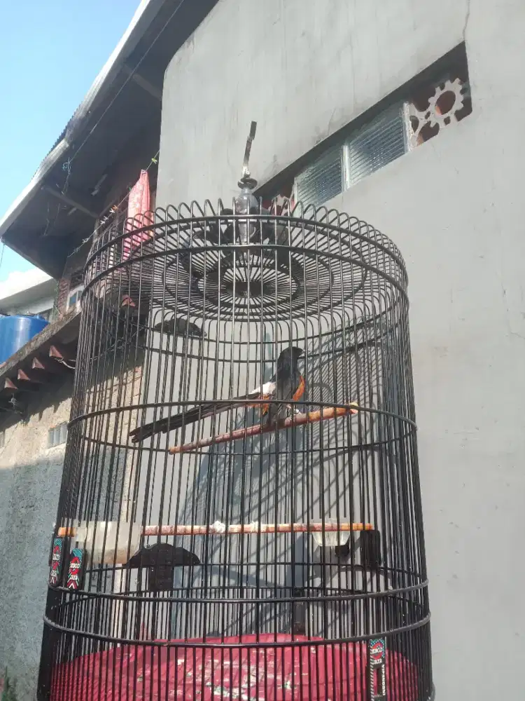 Murai jantan gacor