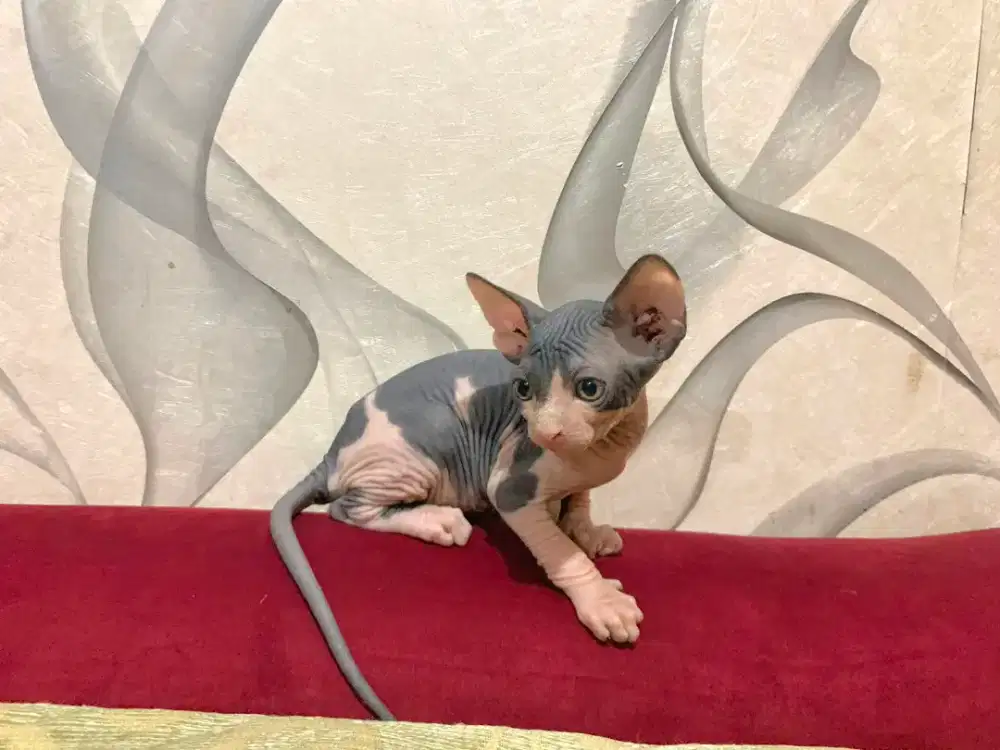 Sphynx kitten jantan