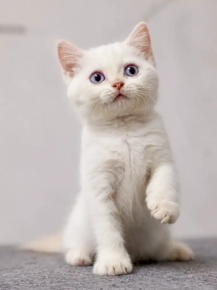 British Shorthair mix