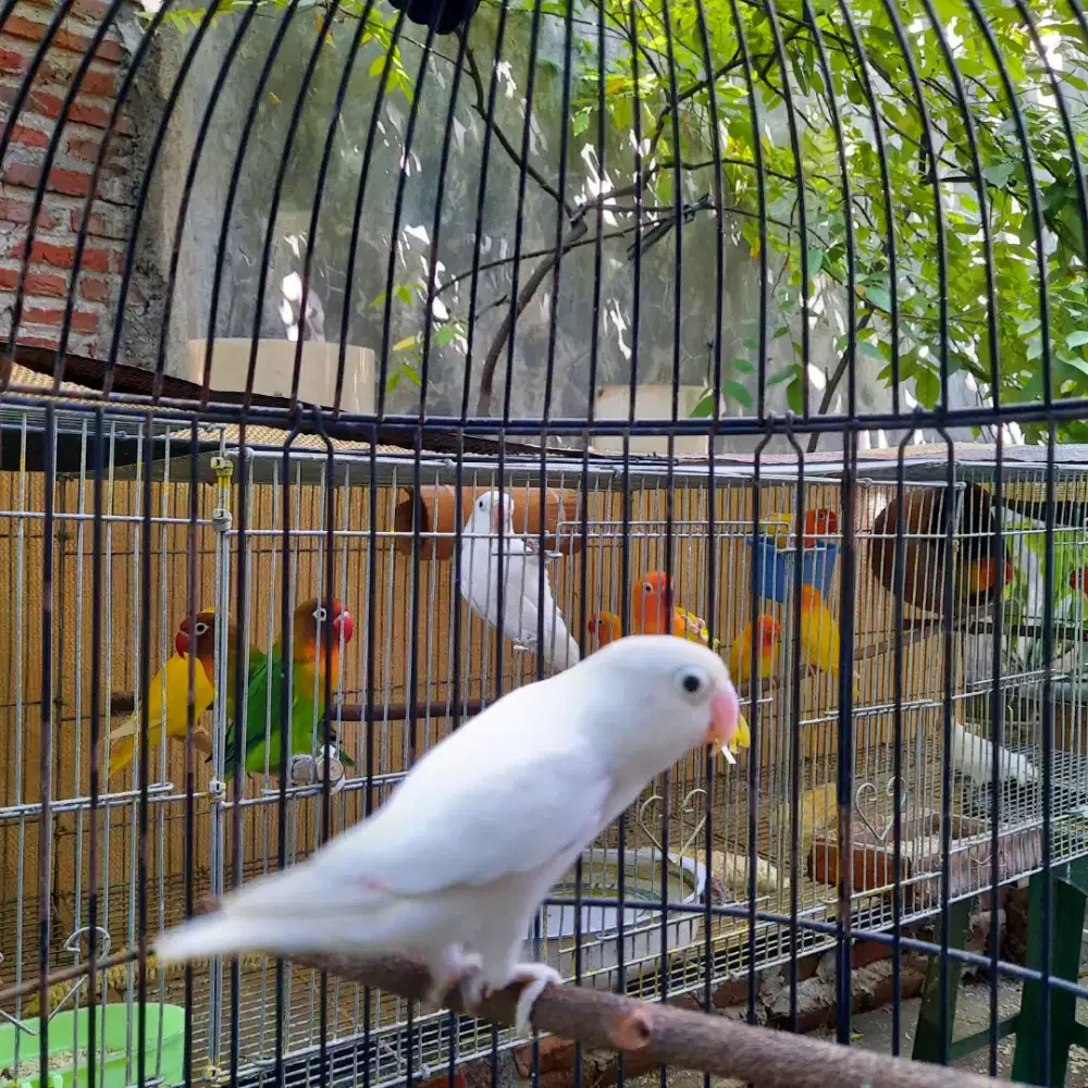 Albino retina merah betina