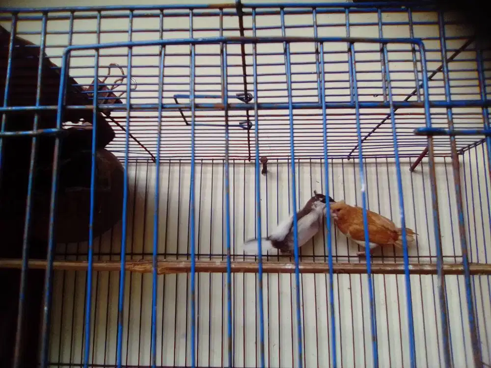 Burung Emprit Jepang Jambul