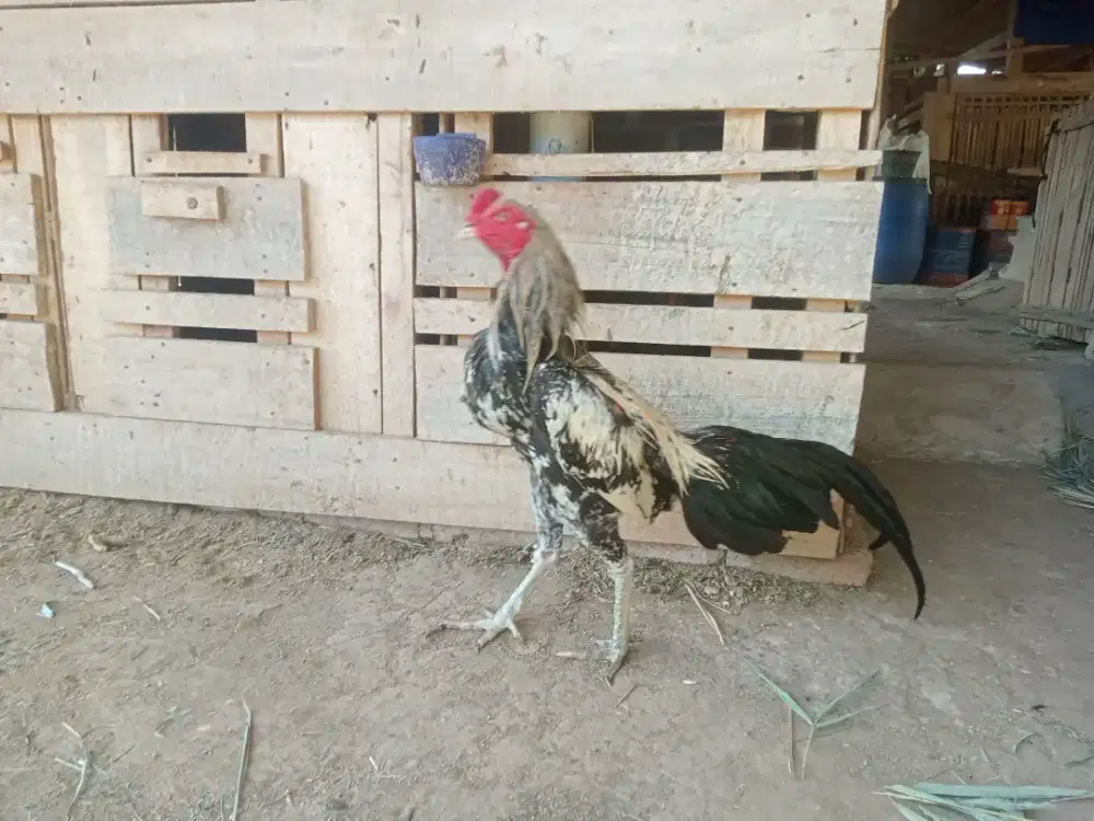 Ayam bangkok jajangkar
