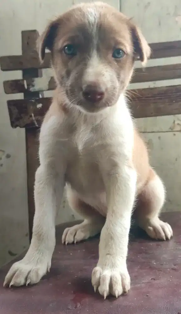 Anak anjing mix golden jantan