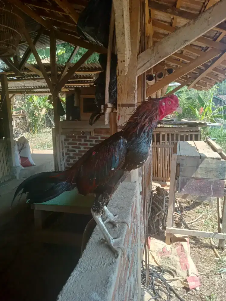 Ayam bangkok 7 bulan
