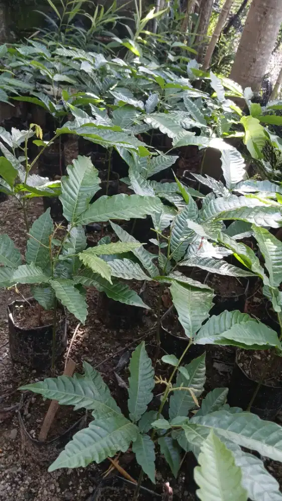 Bibit buah Matoa original rasa durian umur 3 bulan.