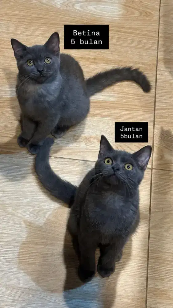 Kucing bsh sepasang (baca deskripsi)