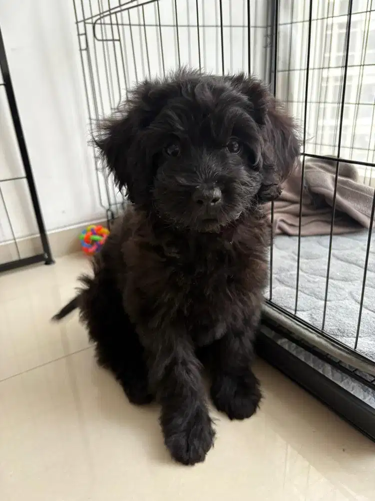 Shihtzu mix poodle betina