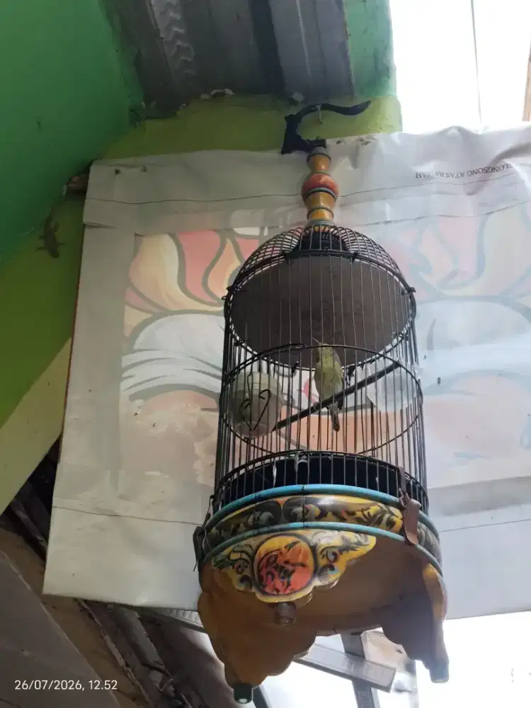 Jual Burung Cipow Fullset + Kandang (no krodong)