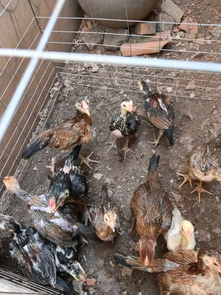Ayam bangkok x mangon
