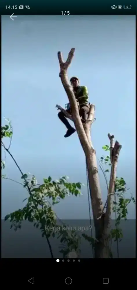 Jasa tebang pohon dan babat rumput