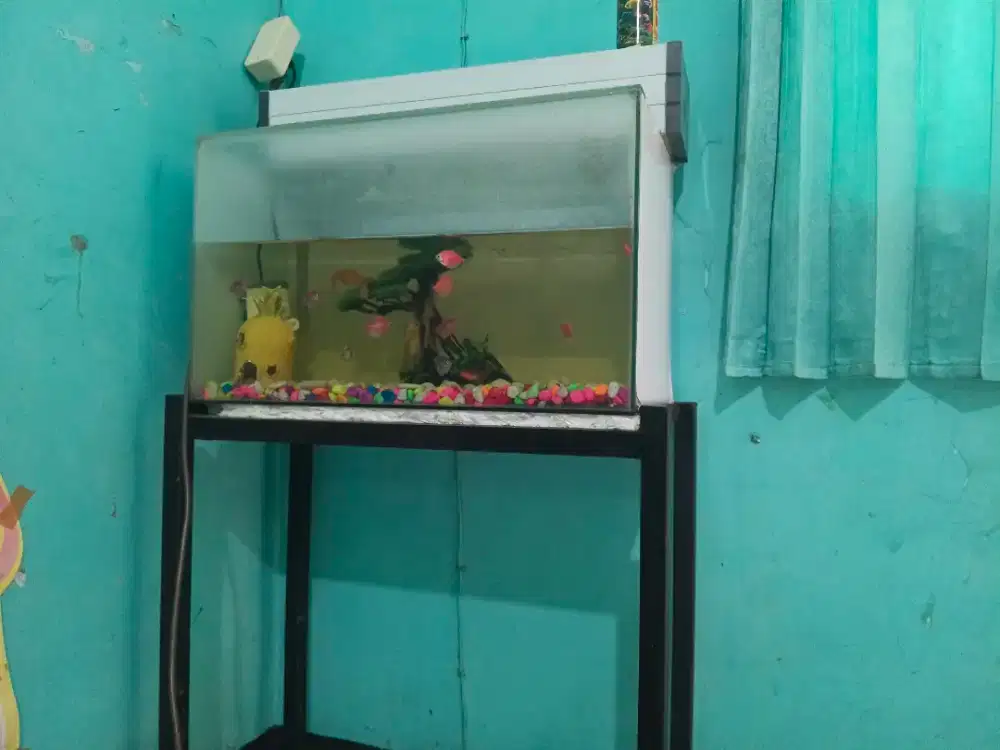 Aquarium ukuran 60x30