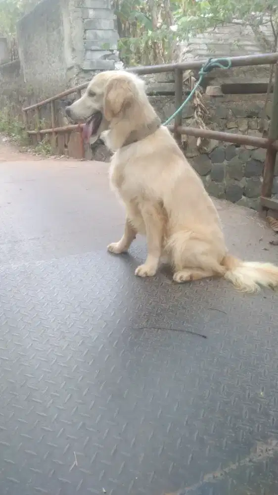 golden retriever/ golden.. jantan 6 bulan