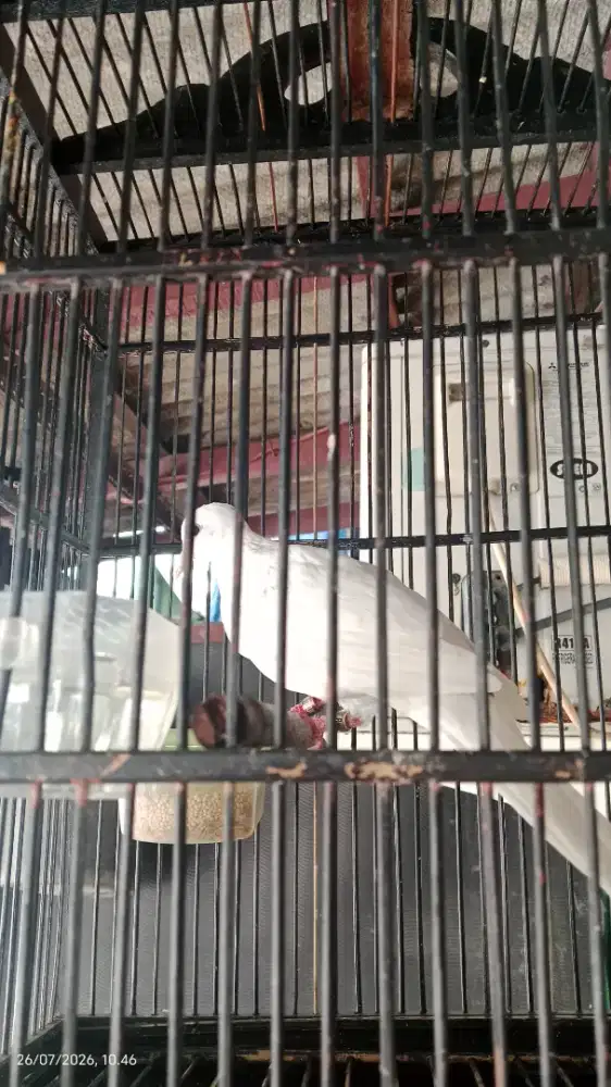 Burung tekukur putih Kuk 2-3 jantan
