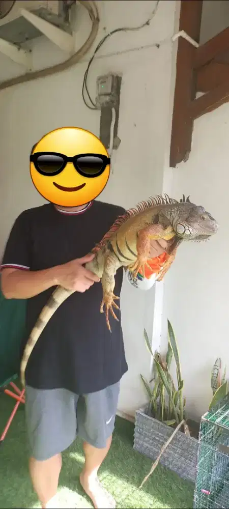 Iguana Jumbo Jantan