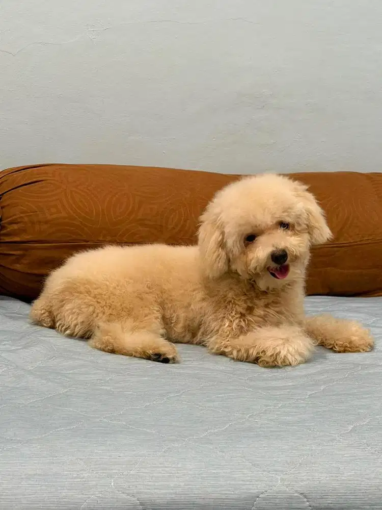 Toy Poodle Betina umur 1 th