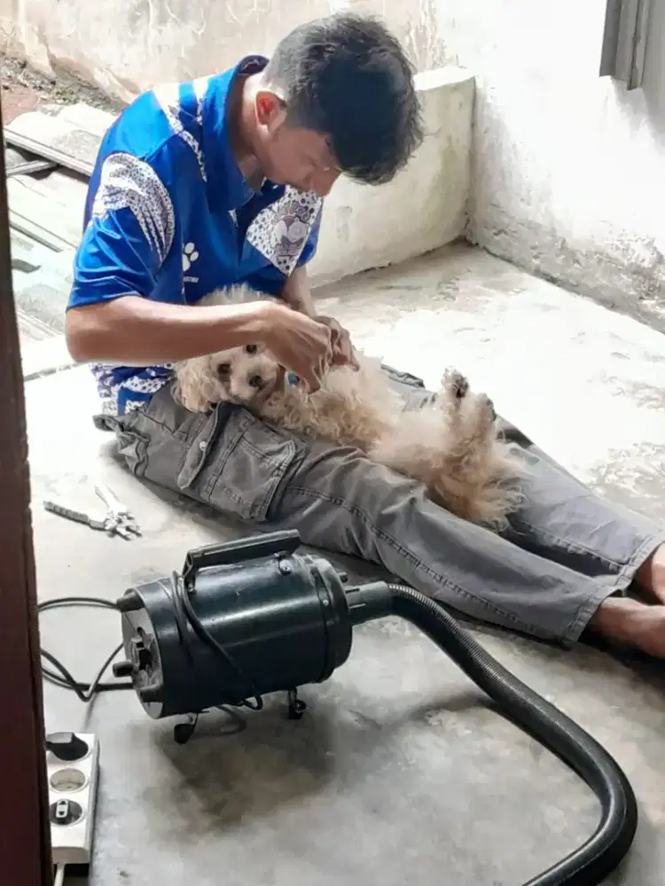 Grooming panggilan sekitar jakarta kucing dan anjing