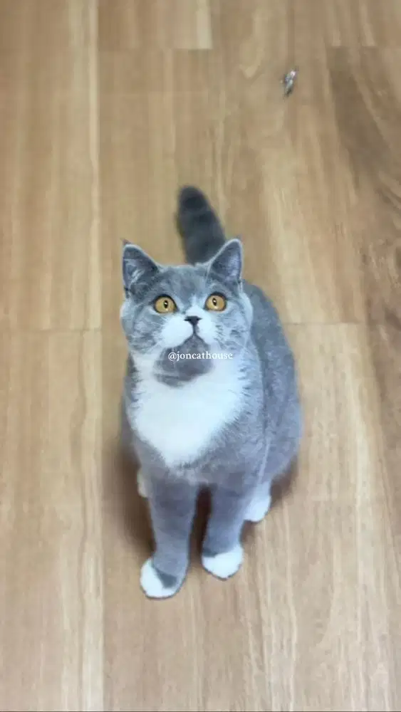 British Shorthair (BSH)