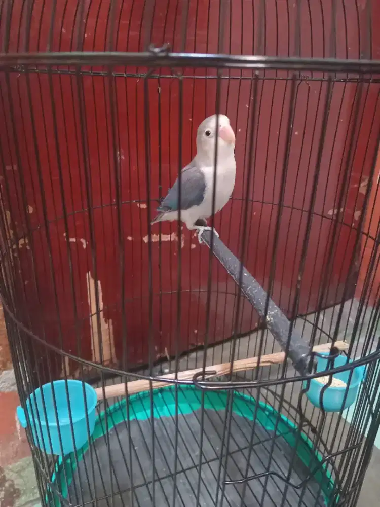 Burung love birds biola ewing mouve