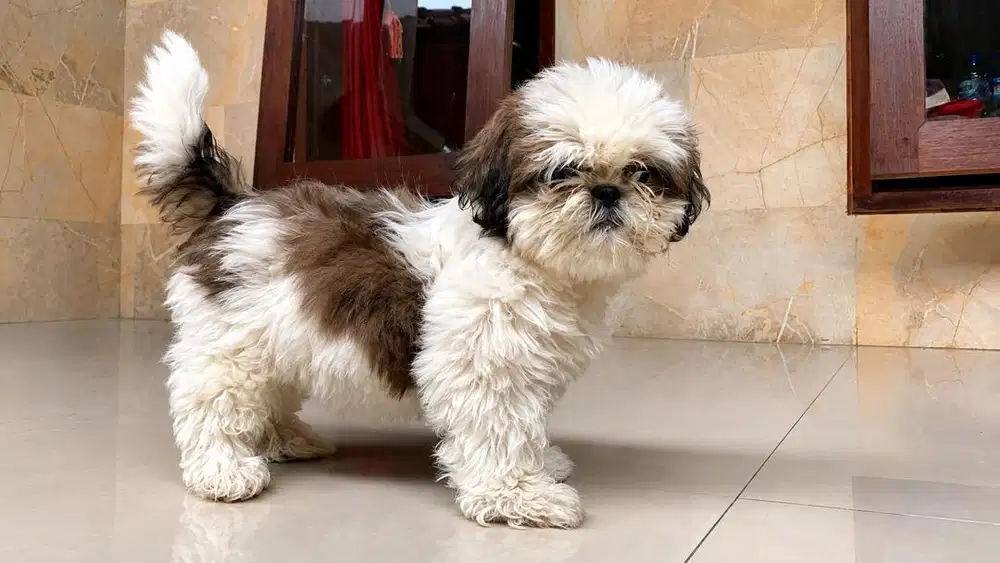 DIJUAL ANAK ANJING SHIH TZU