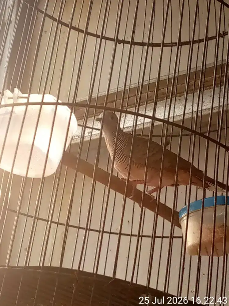 burung perkutut lokal suara merdu dan jozz