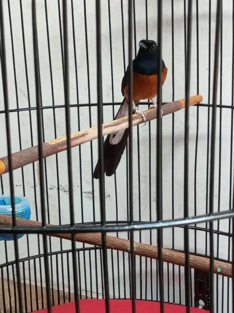 Di jual murai Batu,ekor,Kurang lebih 19,cm,full set,