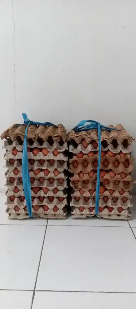 Telor Ayam Negeri