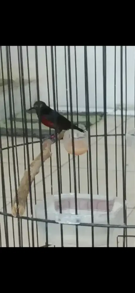Burung kolibri ninja gacor