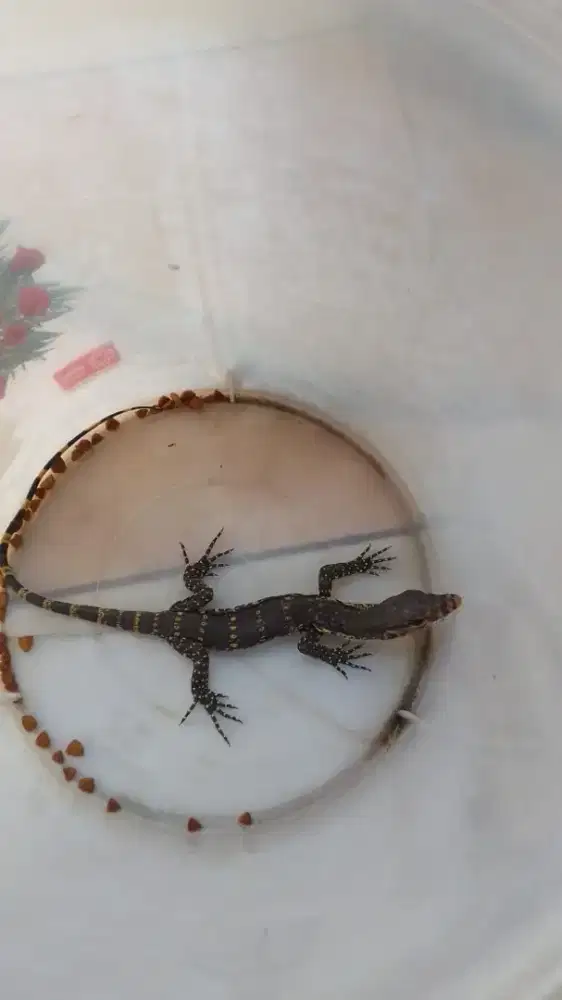 Anakan biawak sungai