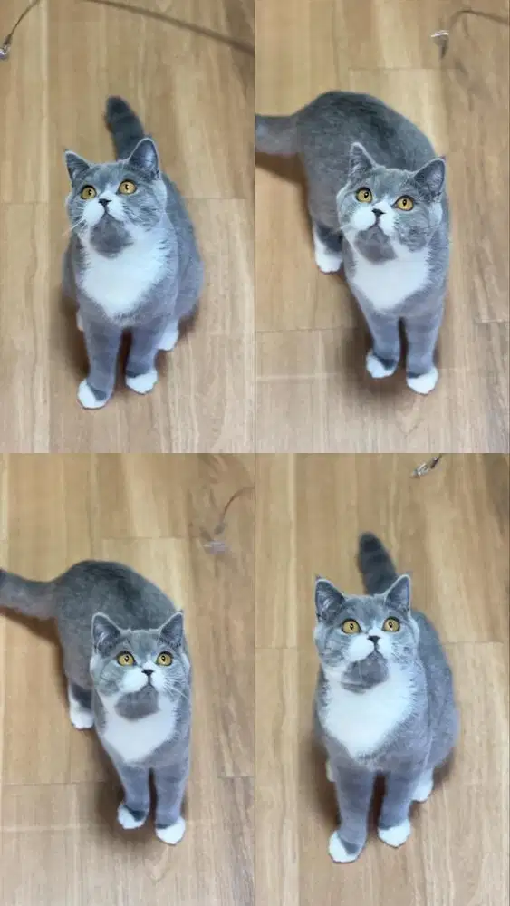 British Shorthair (BSH)
