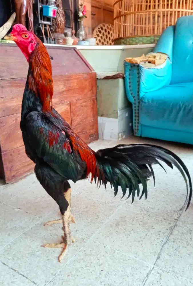 Ayam Bangkok muda
