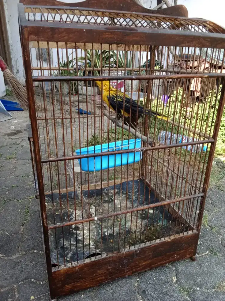 Burung Kepodang Bali Jantan