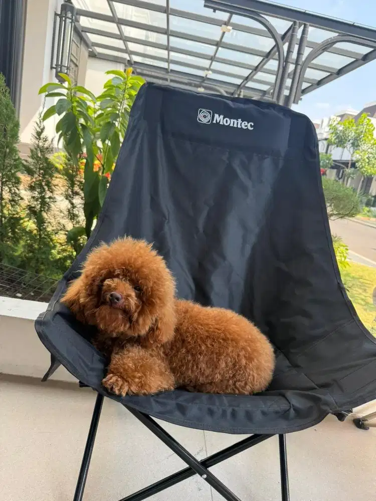 Anjing red poodle (size mini poodle)