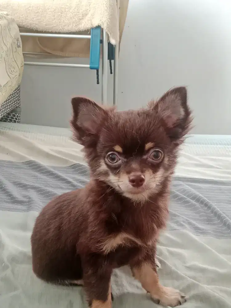 Anjing di jual Chihuahua BTN Longhair 3 bln stb vak